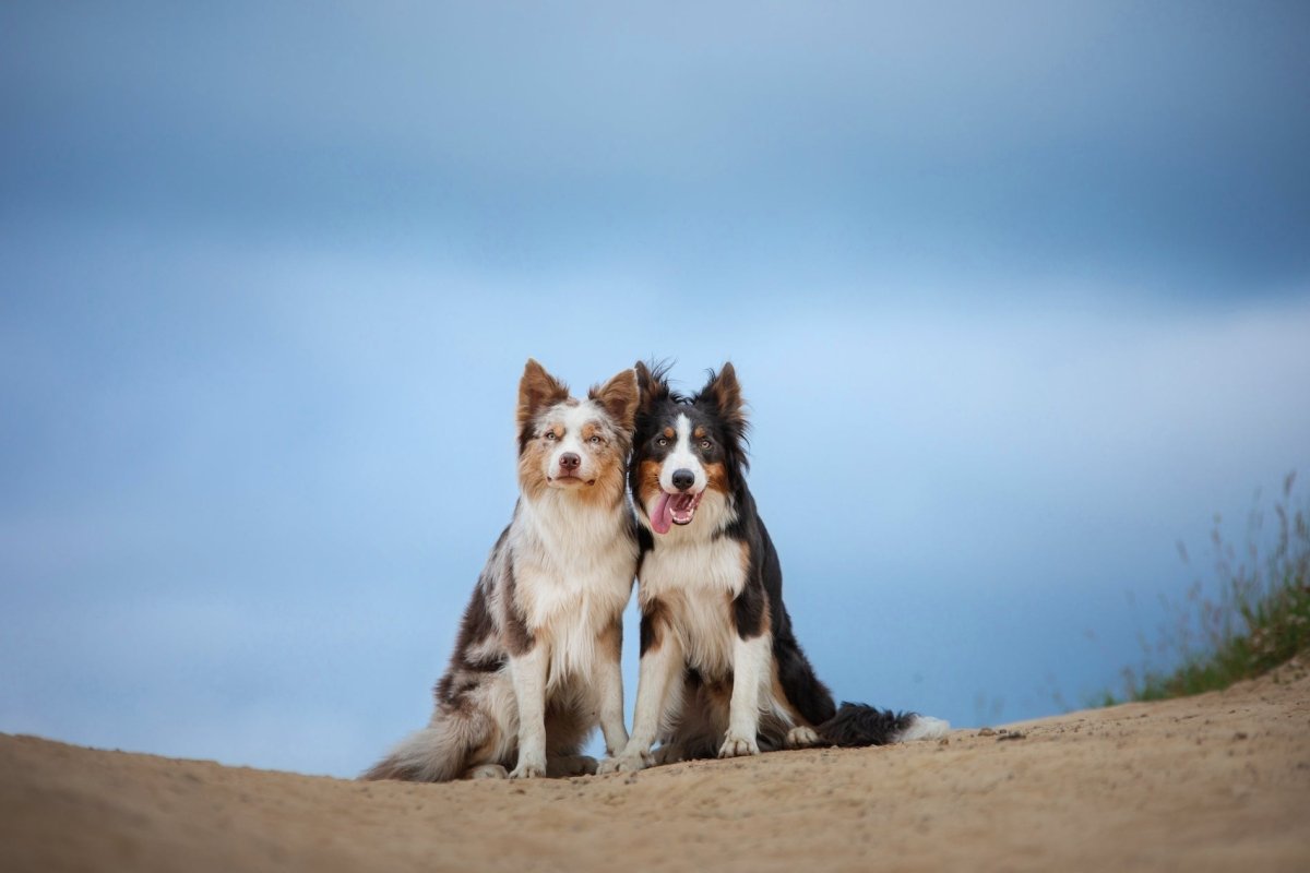 The Marvelous Benefits of Superoxide Dismutase