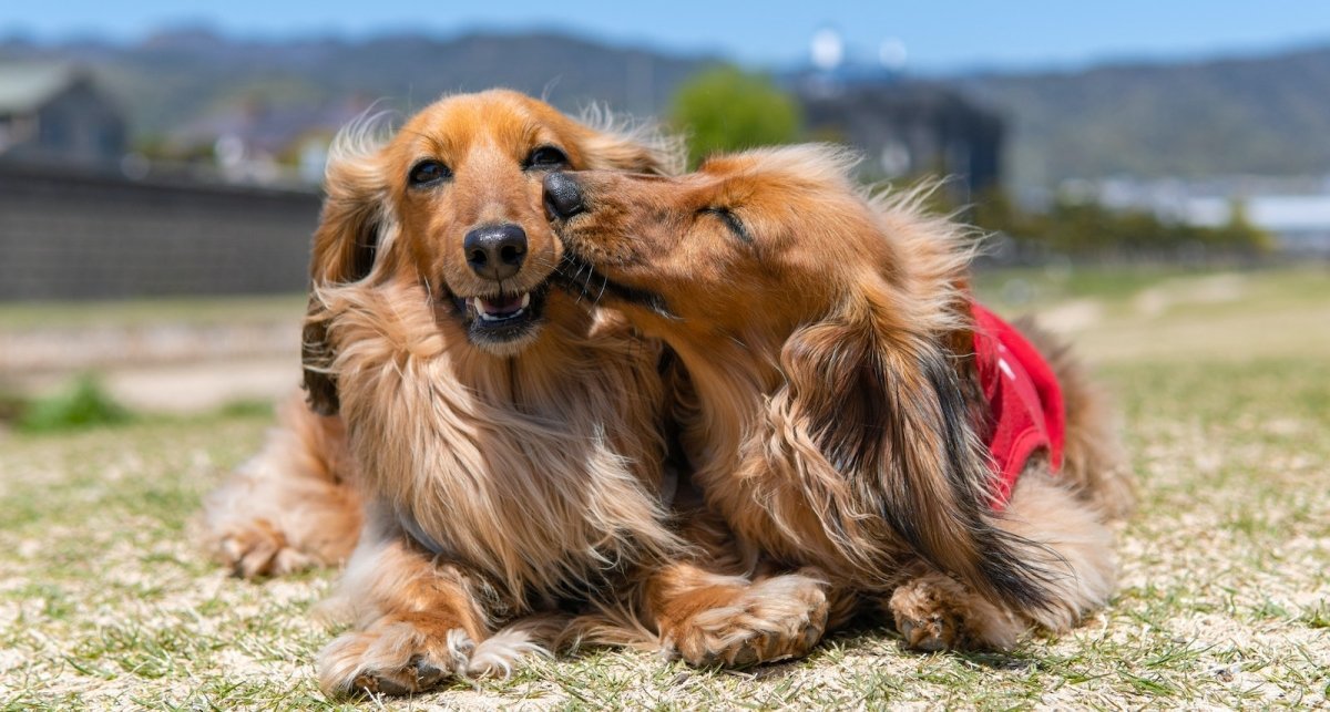 Wellbeing Suite - BROONO