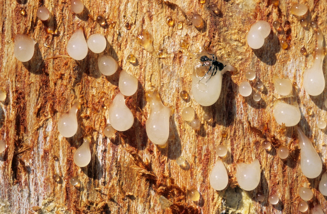 Boswellia bark with droplets coming out