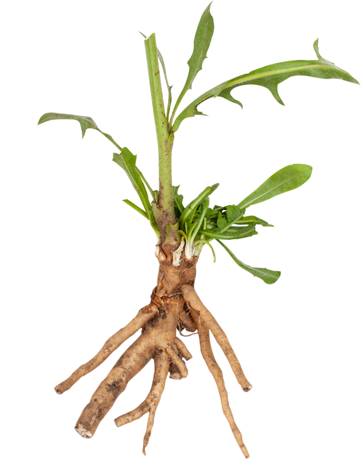 Chicory with root from which inulin is extracted