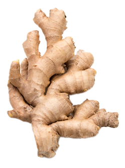 Ginger root