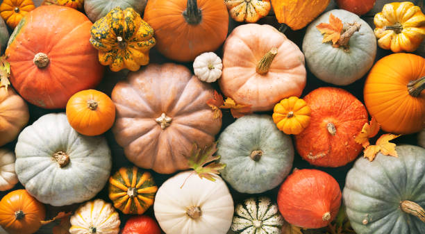Several pumpkins taken from above
