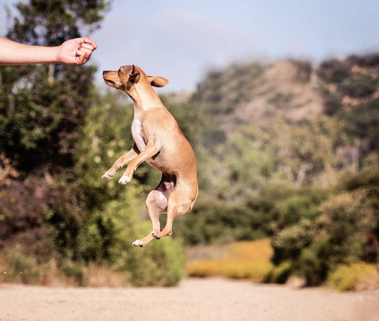 How to Keep Your Dog Thriving Through Winter
