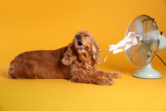 Beat the Heat Ensuring Your Pup Stays Cool - BROONO