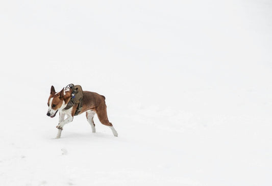 How to Keep Your Dog Thriving Through Winter - BROONO