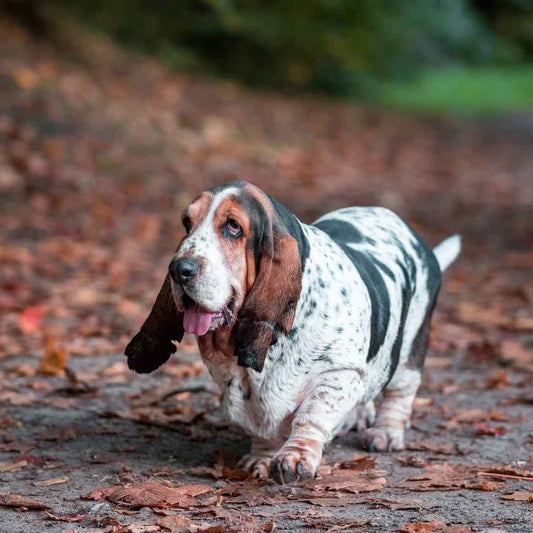 Magnesium: Choosing The Right Form for Relaxation in Dogs - BROONO