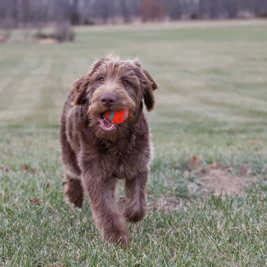 The Calming Power of L-Theanine for Dogs: Enhancing Sleep and Focus - BROONO