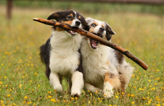 The Importance of a Holistic Approach to Dog Health - BROONO