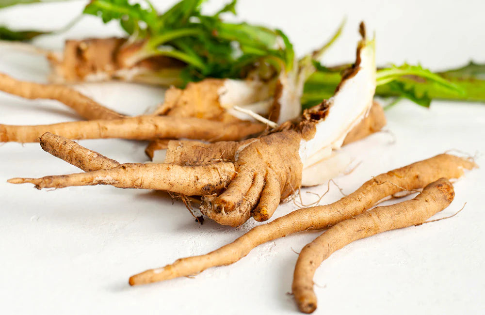Chicory roots from which inulin is extracted