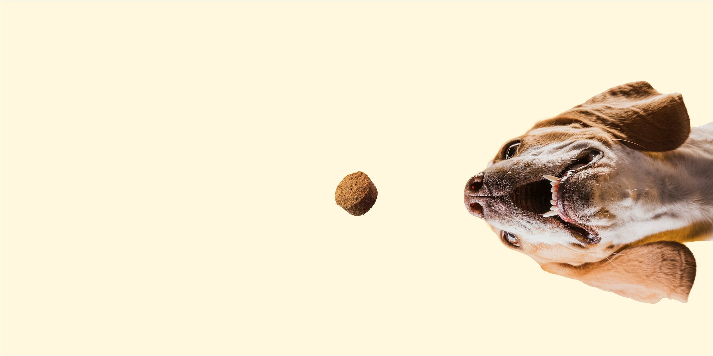 BROONO Best Dog Supplements for joints, gut, relaxation, and overall wellbeing