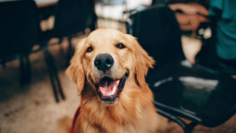 Happy and chill dog